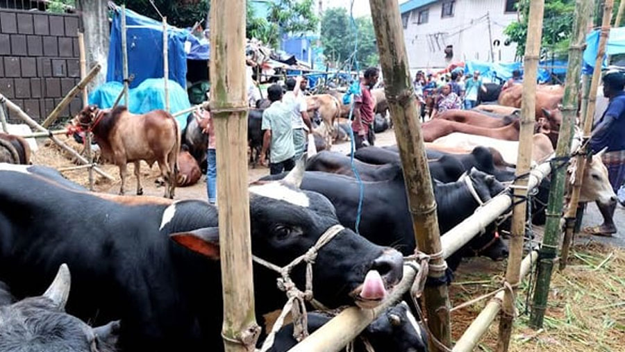 ডিএসসিসি ১২ ঘন্টায় কোরবানির পশুর বর্জ্য অপসারণ করবে